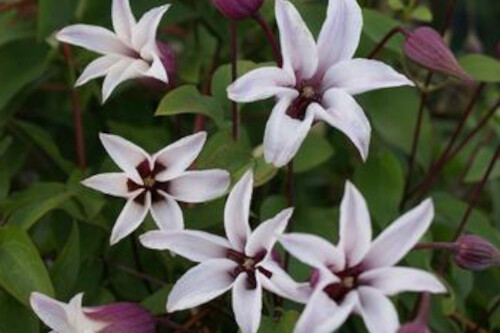 Clematis 'Princess Kate' Clematis 'Princess Kate'