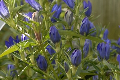 Gentiana 'True Blue' (Gentian) Gentiana 'True Blue' (Gentian)
