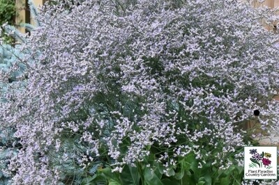 Limonium latifolium (sea lavender)