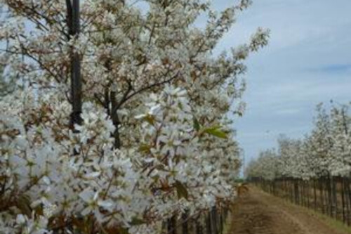 Amelanchier canadensis (Shadblow Service Berry) Amelanchier canadensis (Shadblow Service Berry)