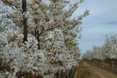 Amelanchier canadensis (Shadblow Service Berry) Amelanchier canadensis (Shadblow Service Berry)