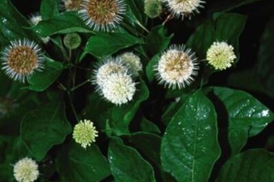 Cephalanthus occidentalis (Buttonbush) Cephalanthus occidentalis (Buttonbush)