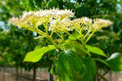 Cornus alternifolia (Pagoda Dogwood) Cornus alternifolia (Pagoda Dogwood)