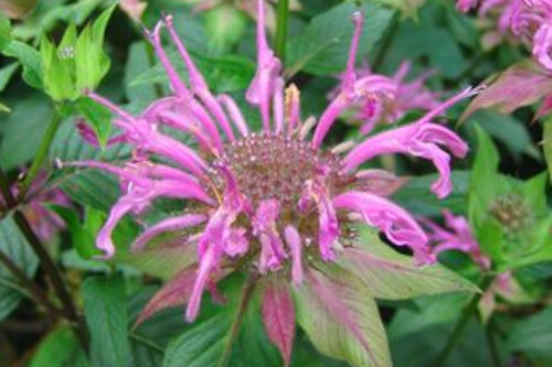 Monarda fistulosa (wild bee balm) Monarda fistulosa (wild bee balm)