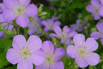 Geranium maculatum (Wild Geranium) Geranium maculatum (Wild Geranium)