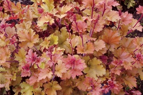 Heuchera ‘Marmalade’ (coral bells) Heuchera ‘Marmalade’ (coral bells)