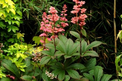 Rodgersia 'Bronze Peacock' Rodgersia 'Bronze Peacock'
