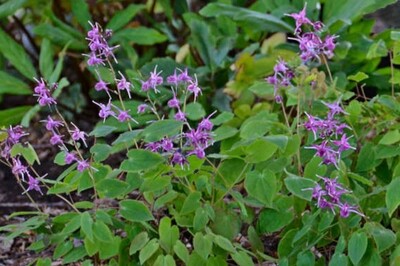 Epimedium grandiflorum 'Lilac Fairy' (Lilafee) (barrenwort)