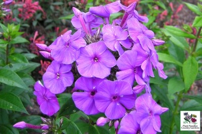 Phlox paniculata FLAME Series Purple Phlox paniculata FLAME Series Purple