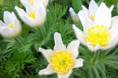 Pulsatilla vulgaris 'Alba' (pasque flower) Pulsatilla vulgaris 'Alba' (pasque flower)