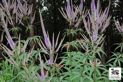 Veronicastrum virginicum 'Fascination' (Culver's Root) Veronicastrum virginicum 'Fascination' (Culver's Root)
