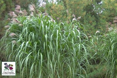 Grass - Miscanthus sinensis 'Giganteus' Grass - Miscanthus sinensis 'Giganteus'