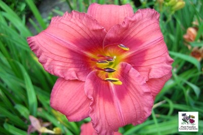 Hemerocallis ‘Gordon Biggs’ (daylily) Hemerocallis ‘Gordon Biggs’ (daylily)