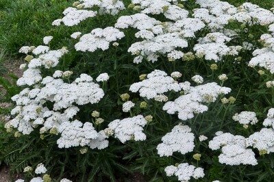 Achillea 'Firefly Diamond' (Proven Winners) Achillea 'Firefly Diamond' (Proven Winners)