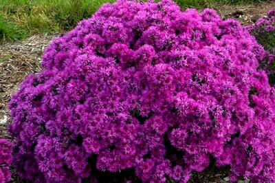 Aster 'Pink Crush' (New England Aster) Aster 'Pink Crush' (New England Aster)