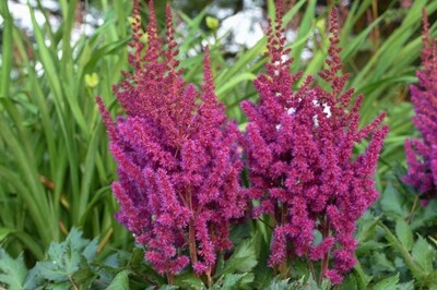 Astilbe chinensis ‘Vision in Red’