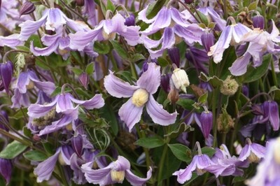 Clematis 'Stand by Me Lavender' (bush Clematis)