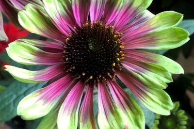 Echinacea 'Sweet Sandia' (coneflower) Echinacea 'Sweet Sandia' (coneflower)