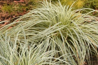 Carex 'Feather Falls' (variegated sedge) Carex 'Feather Falls' (variegated sedge)