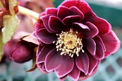 Helleborus NORTH STAR ‘Plum’ (lenten rose) Helleborus NORTH STAR ‘Plum’ (lenten rose)