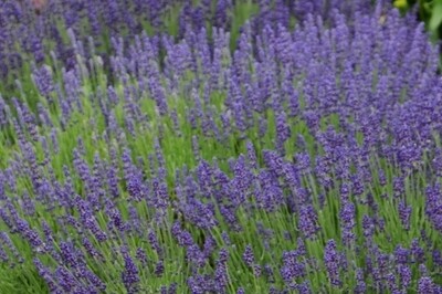 Lavender angustifolia 'Hidcote' (English Lavender) Lavender angustifolia 'Hidcote' (English Lavender)