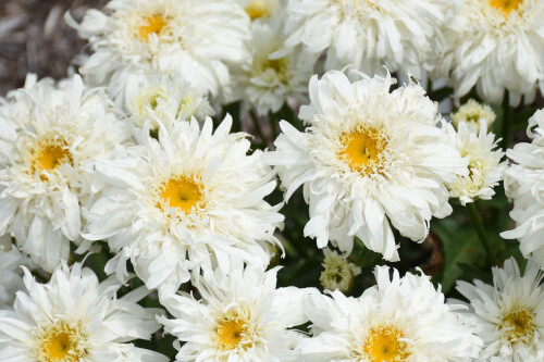 Leucanthemum superbum ‘Marshmallow’ (shasta daisy) AMAZING DAISIES