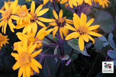 Ligularia dentata 'Britt-Marie Crawford' Ligularia dentata 'Britt-Marie Crawford'