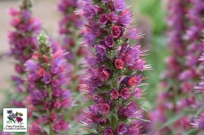 Echium amoenum 'Red Feathers' Echium amoenum 'Red Feathers'