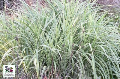 Grass - Miscanthus sinensis ‘Variegatus’