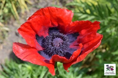 Papaver o. 'Beauty of Livermere' (perennial poppy) Papaver o. 'Beauty of Livermere' (perennial poppy)