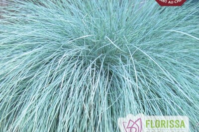 Grass- Festuca glauca 'Beyond Blue' (blue fescue) Grass- Festuca glauca 'Beyond Blue' (blue fescue)