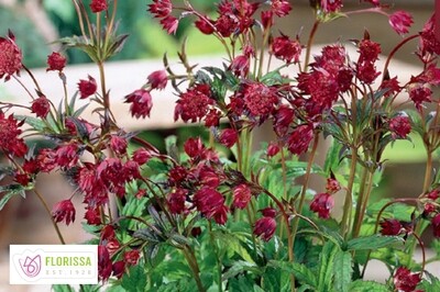 Astrantia major ‘Hadspen Blood’ (masterwort) Astrantia major ‘Hadspen Blood’ (masterwort)