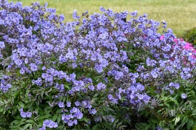Polemonium 'Heaven Scent' (Jacob's Ladder) (Proven Winners) Polemonium 'Heaven Scent' (Jacob's Ladder) (Proven Winners)