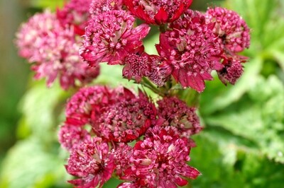 Astrantia major ‘Ruby Cloud’ (masterwort) Astrantia major ‘Ruby Cloud’ (masterwort)
