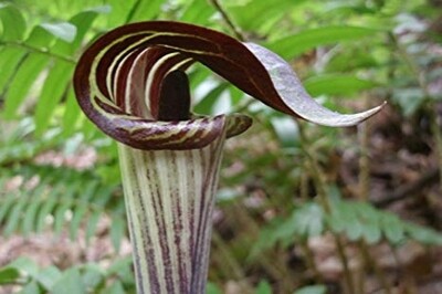 Arisaema triphyllum (Jack in the pulpit) Arisaema triphyllum (Jack in the pulpit)