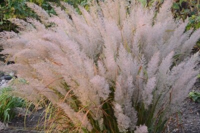 Grass - Calamagrostis brachytricha - Korean Feather Reed Grass