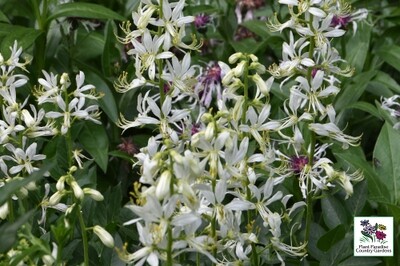 Dictamnus albus Albiflorus (gas plant) Dictamnus albus Albiflorus (gas plant)