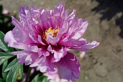 Paeonia ‘First Arrival’ Intersectional Peony Paeonia ‘First Arrival’ Intersectional Peony