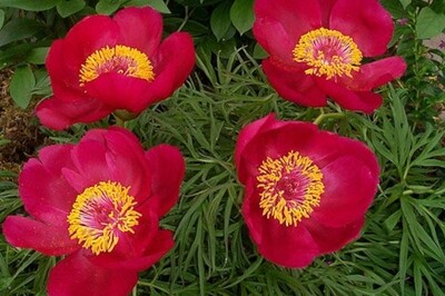 Paeonia tenuifolia ‘Itoba’ (fern leaf Peony) Paeonia tenuifolia ‘Itoba’ (fern leaf Peony)