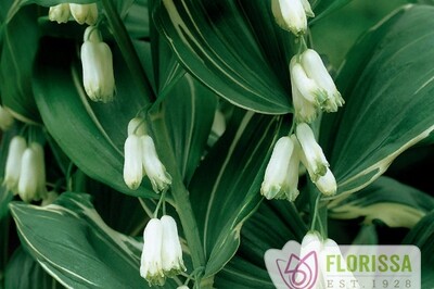 Polygonatum oderatum Variegatum (solomon seal) Polygonatum oderatum Variegatum (solomon seal)