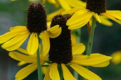 Rudbeckia maxima (great coneflower) Rudbeckia maxima (great coneflower)