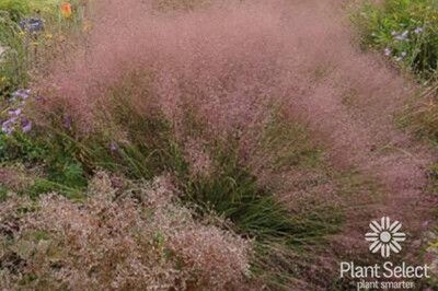 Grass - Muhlenbergia reverchonii 'UNDAUNTED' (ruby muhly)