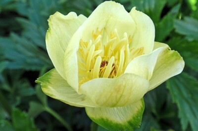 ​Trollius x cultorum Alabaster (globeflower)