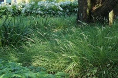 Grass - Sesleria autumnalis (autumn moor grass)
