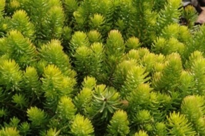 Sedum rupestre 'Angelina' (stonecrop) Sedum rupestre 'Angelina' (stonecrop)