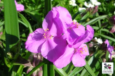 Tradescantia 'Red Cloud' (spiderwort) Tradescantia 'Red Cloud' (spiderwort)