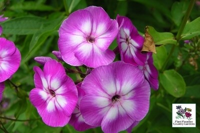 Phlox paniculata 'Laura' Phlox paniculata 'Laura'