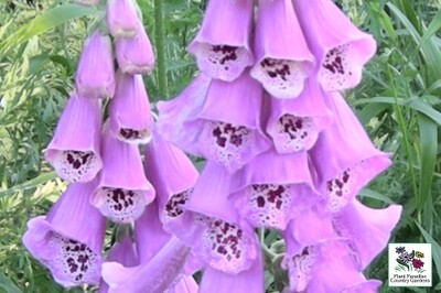 Digitalis purpurea (foxglove) Digitalis purpurea (foxglove)