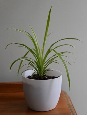 Variegated Spider Plant Variegated Spider Plant