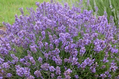 Lavender angustifolia 'Essence Purple' (English Lavender)